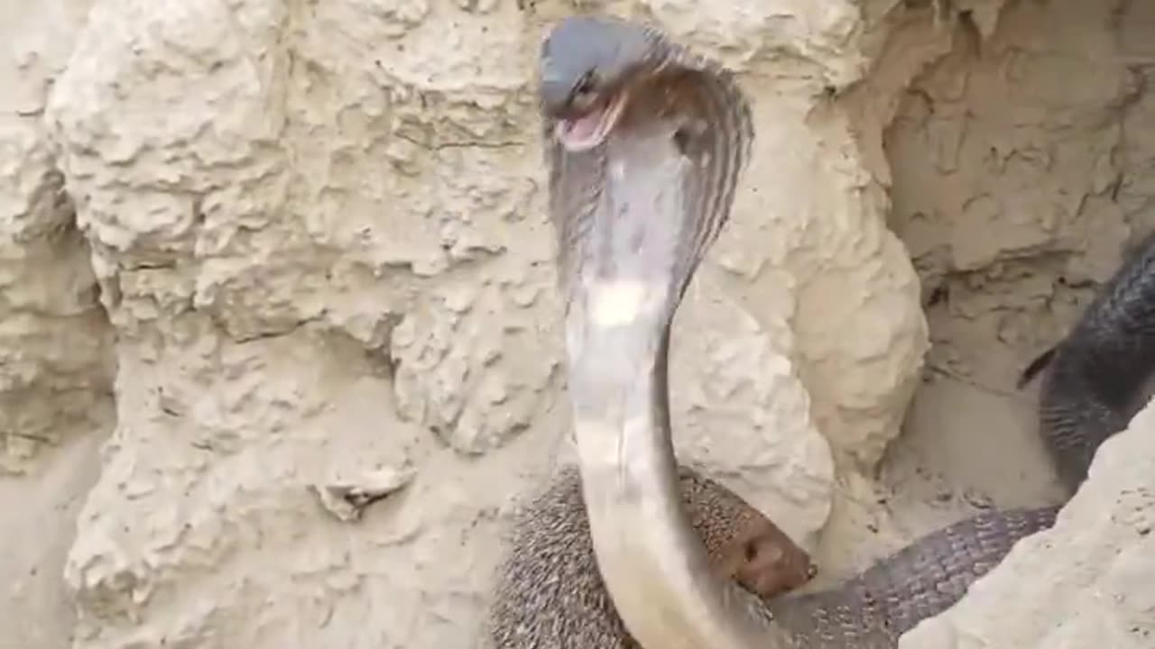 A Cobra Attack has no Effect on a Mongoose