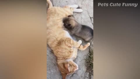 BUMBLE AND FUNNY KITTENS PLAYING