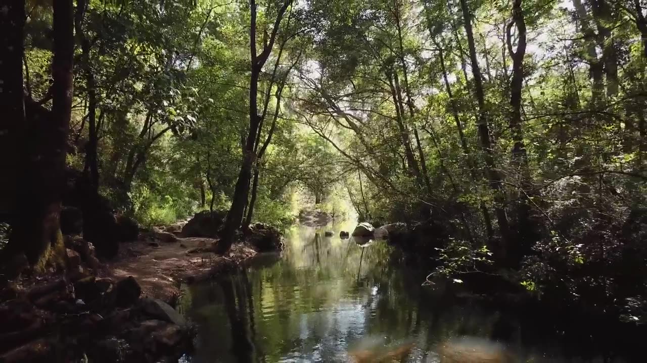 Drone over Forest stream in the sunlight - What did it do?