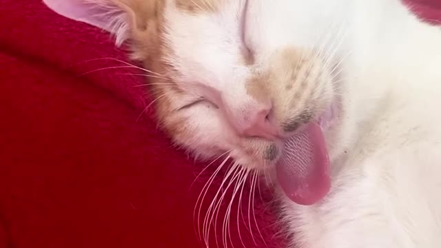 Cute cat