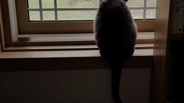 A cat looking out the window.