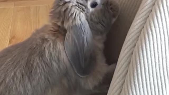 Grey bunning digging on pillow rapidly