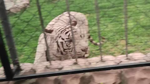 White Tiger In Pakistan 🖤