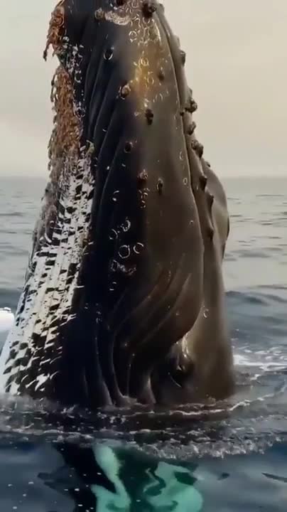The power of the ocean