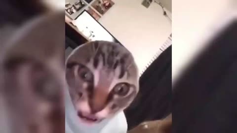 Best Cat Memes Of Compilation