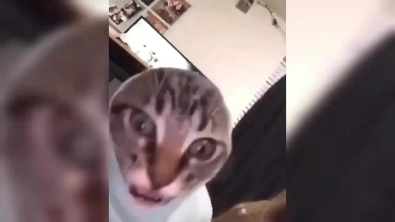Best Cat Memes Of Compilation