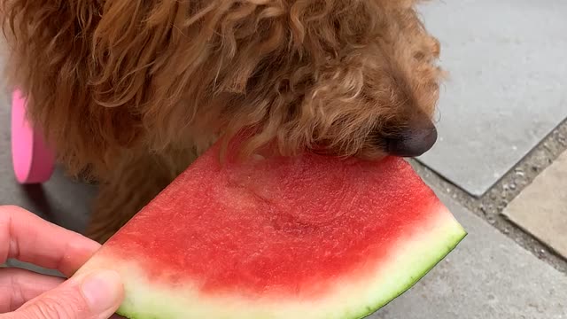 Puppy’s first watermelon