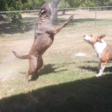 NEW HOME for Tucker Carlson and Claire Bear