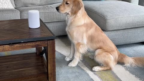 DogListens to radio !