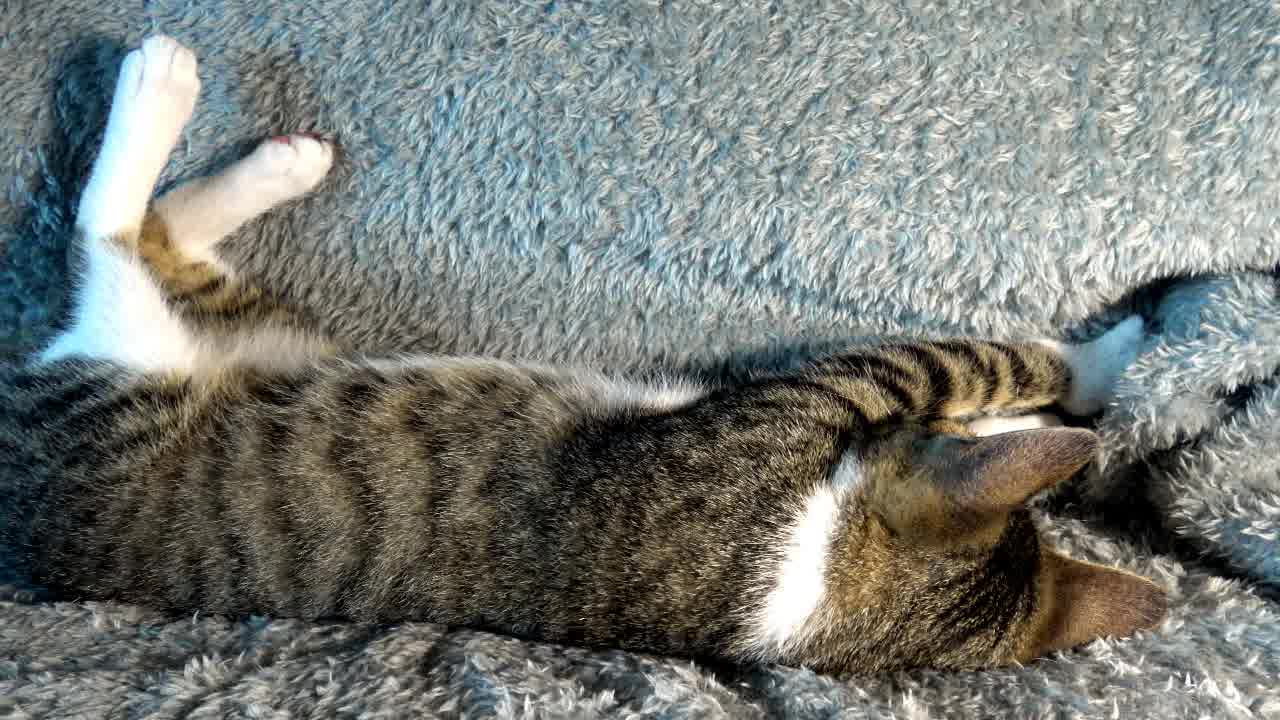 Funny Kitten Makes Biscuits Upside Down