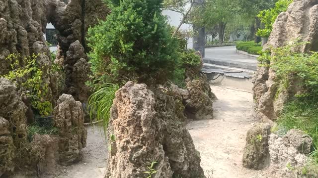 A pine tree grows on the rockery