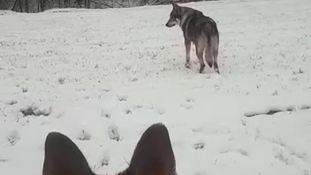 LOBO the wolfdog