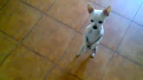 My funny dancing dog