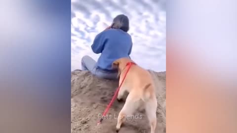 Laugh Out Loud with Hilarious Animal Antics!"