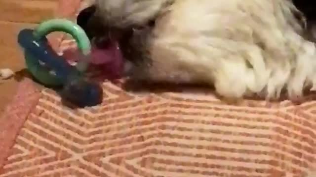 Black dog lays on red carpet and sucks on pacifier