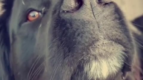 Newfoundland Dog Sulking