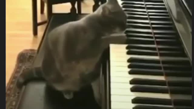 Cat playing a piano