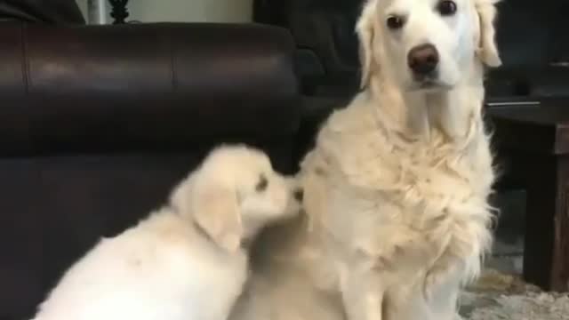 Golden Retriever mother doesn't want to deal with this naughty child