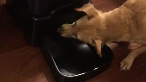 Tan dog tries to move black food storage container