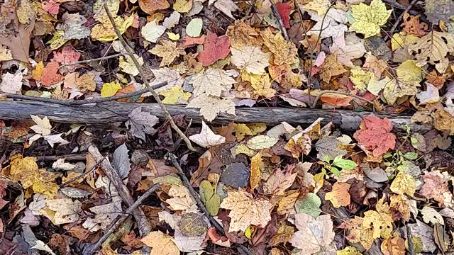 I spy mushroom hunt, name that little guy!