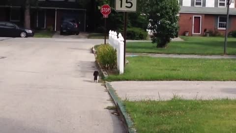 cat and baby bunny best friends