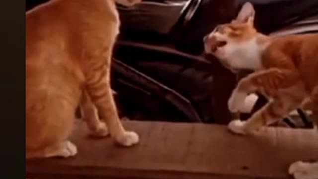 Funny cat #short#shorts#shortvideo 😺😺😺🐈🐈🐈