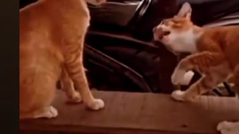 Funny cat #short#shorts#shortvideo 😺😺😺🐈🐈🐈