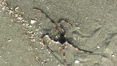 Brindle Starfish