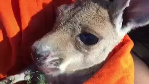 Milly the Kangaroo Has a Snack