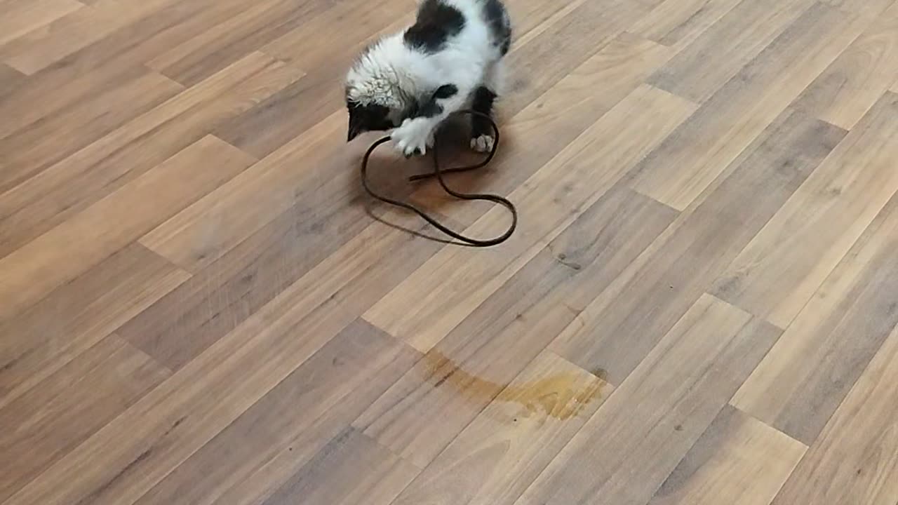 Beautiful cat ππΊππΊ