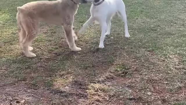 Dog TraiNIng Penny enjoyed playing with Wallee during a break from her training