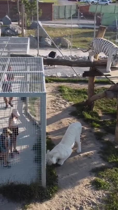 Chilling with white lions and tigers,this is really scary