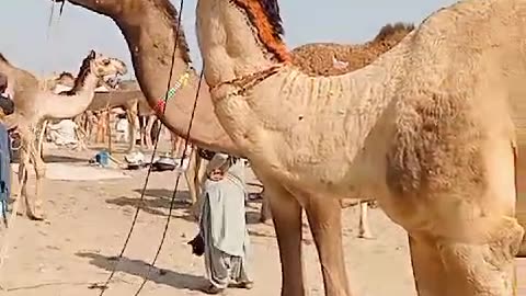 Desert camel