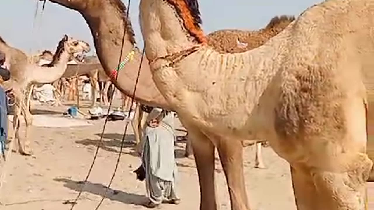 Desert camel