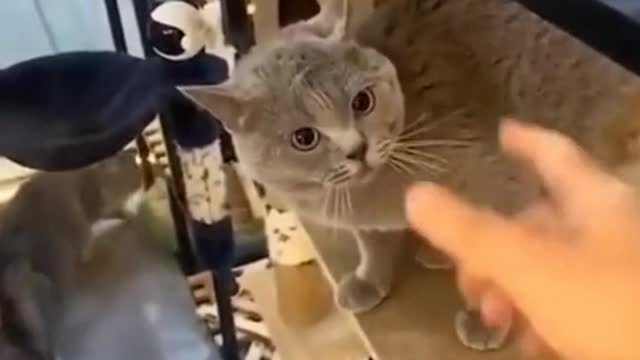 Funny Cats and Dogs Videos, Cute Dogs, Cute Cats Compilation