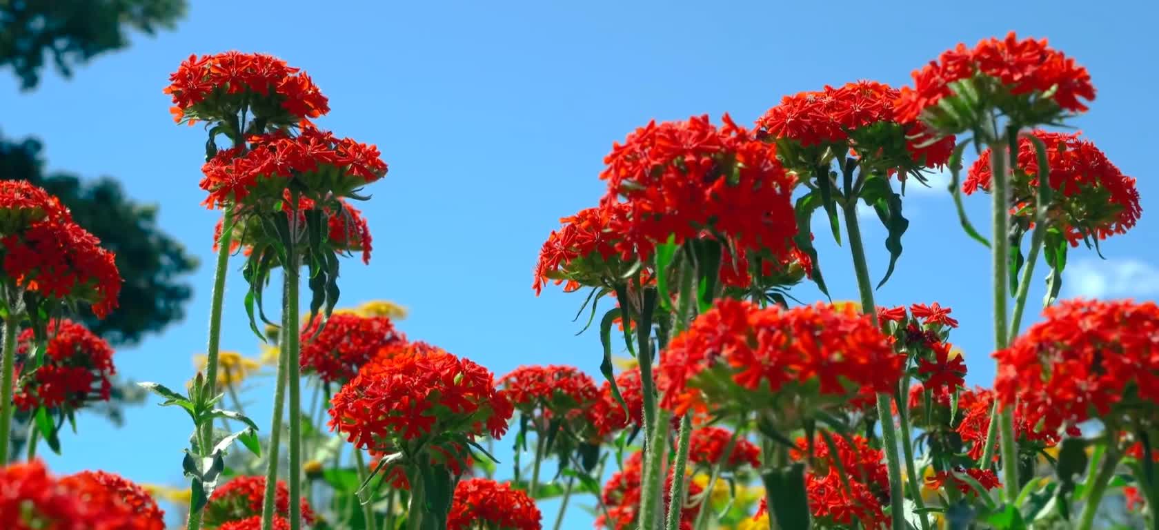 Red flowers bloom