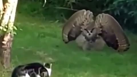 Real life Pokemon battle - Cat vs owl 🦉