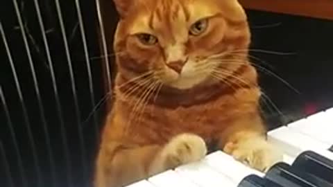 Cat just made a jazz song and he doesn’t know it.
