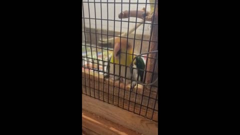 Best Funny Animals Video