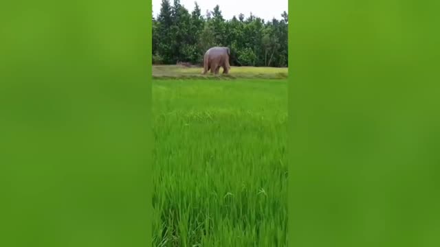 Brave villagers scare off large elephant