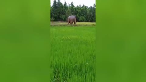 Brave villagers scare off large elephant