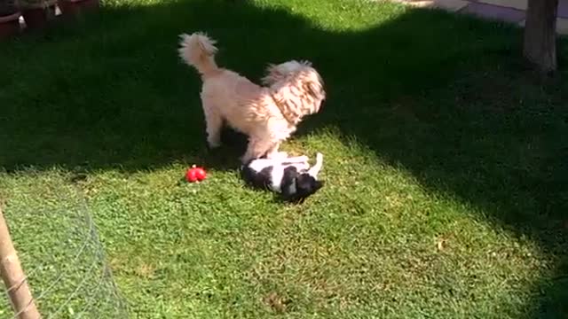 Cat anddog playing