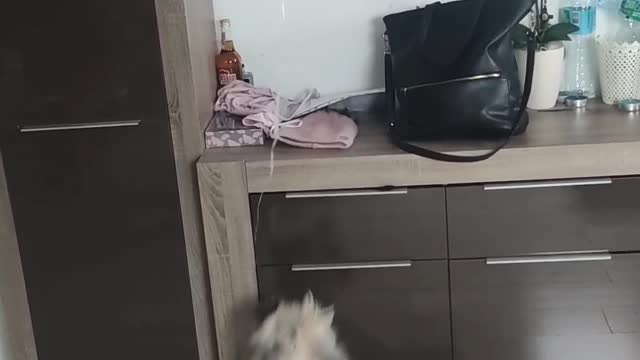 Funny dog