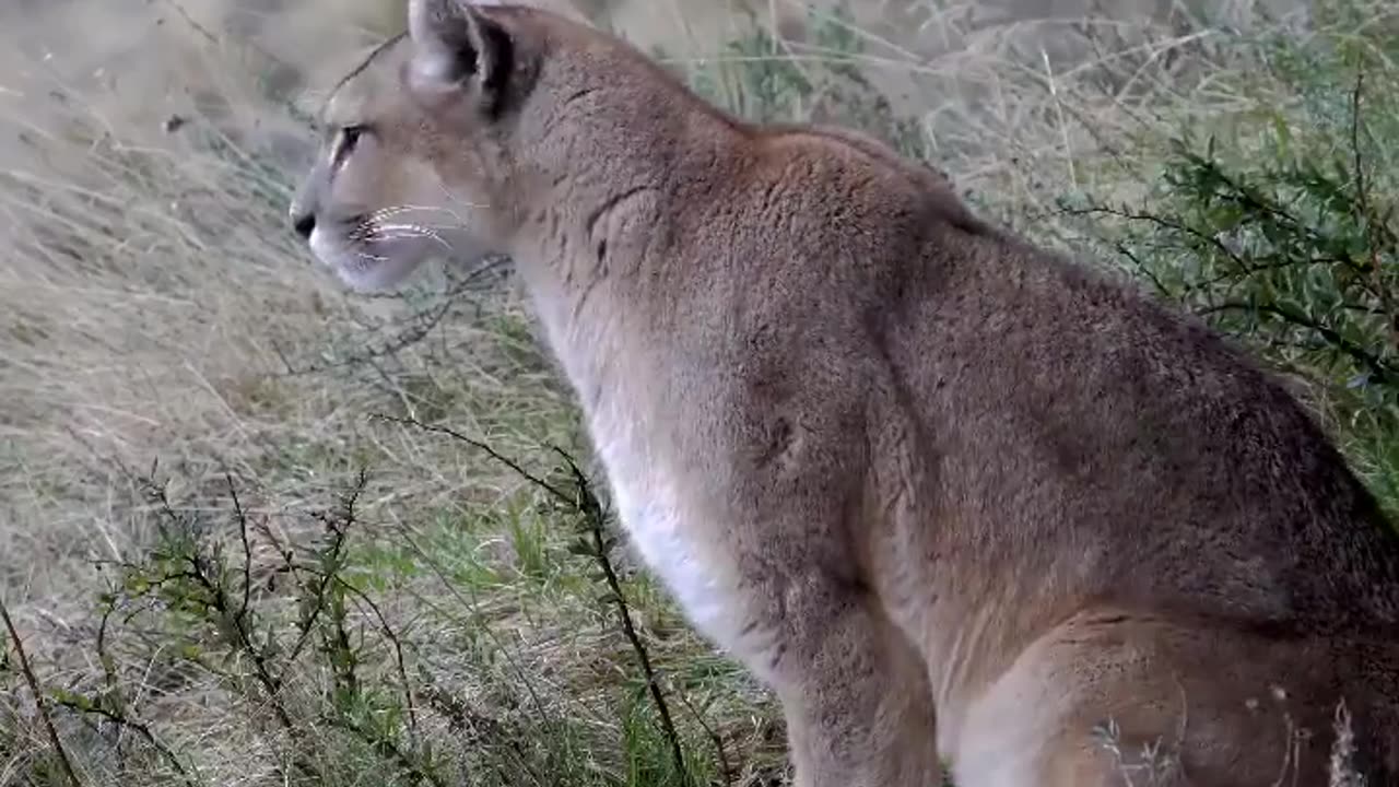 The call of a female puma during mating