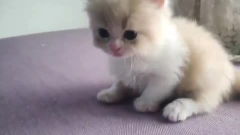 Cute kitten