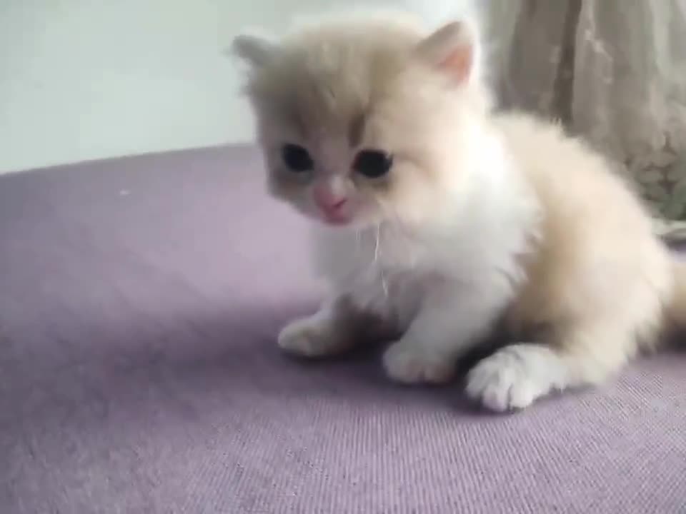 Cute kitten