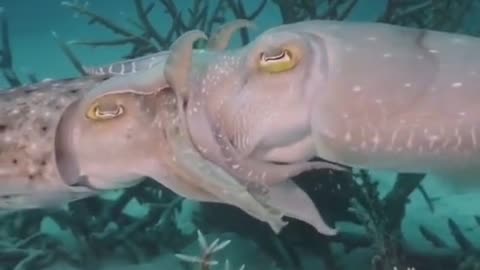 Underwater kiss