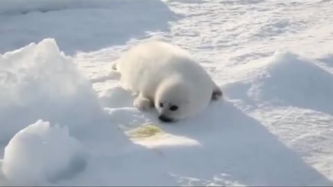 Baby Snow White Seal Looking For her Mother