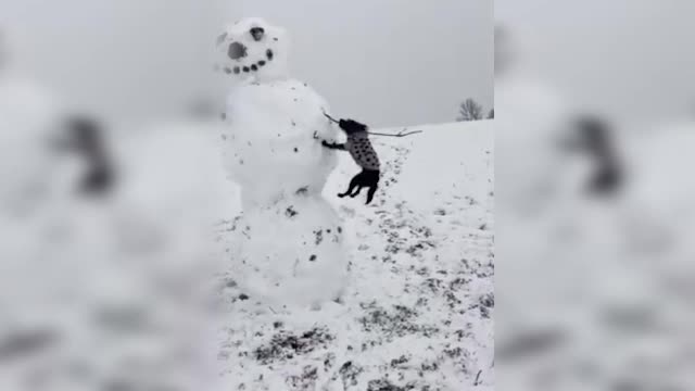 Tiny Dog Dangles Three Feet In The Air As She Bites Snowman's Arm