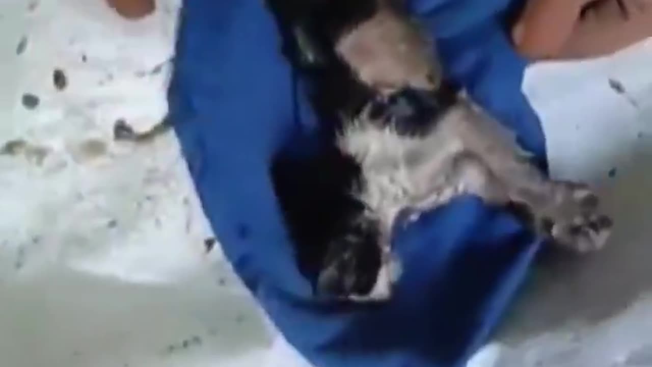 Residents of Tbilisi rescued a kitten from a drainpipe It is unknown how exactly